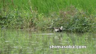レンカク登場(動画あり)
