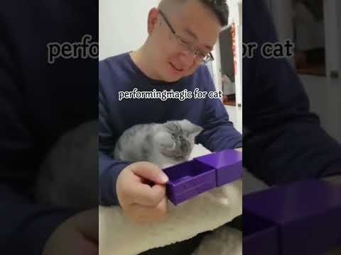 Funny cat video funny animals videos pets funny #funnycat #funnyanimals #cutecat #cats #funnypets