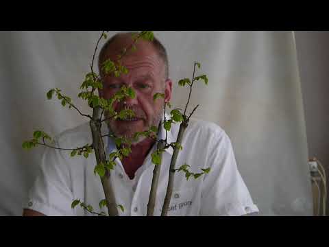 Der besondere Charakter der Ulmus minor, Feldulme