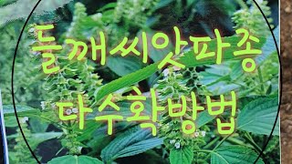 들깨 씨앗파종, 다수확하는 방법