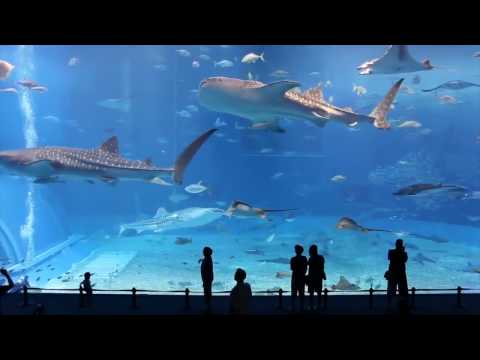 Самый большой аквариум в мире / The larg