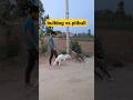 Bulldog Vs Pitbull Dog Pitbull Bulldog