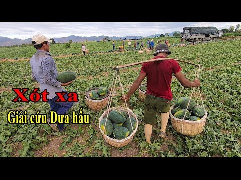 Trực tiếp cảnh nông dân gánh 300 tấn Dưa hấu với giá chỉ 1.700đ/kg ở Gia Lai