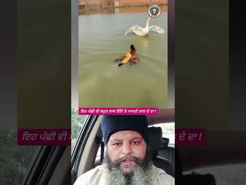 ਇਹ ਪੰਛੀ ਆਪਣੇ ਨਾਲ ਦੇ ਦਾ ਸਾਥ ਦਿੰਦੇ ਨੇ !#shortvideo#duet#animallife#Seven #birds #duck #chicken #Neula
