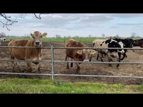 Mucche al galoppo nel Montana? o alla Mulazzana (Codogno)?