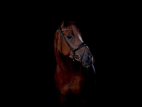 FLOWER POWER 5j. v. Floris Prince - Don Frederico   VB 20.000,- Euro