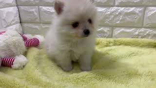 ポメラニアンの動画01