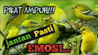 Download lagu SUARA PIKAT SIRTU BETINA MEMANGGIL JANTAN PALING AMPUH !!! mp3