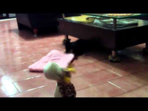 YouTube影片測試(原發表者:養樂多爸)(影片)