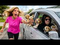 Who Stole My Puppies