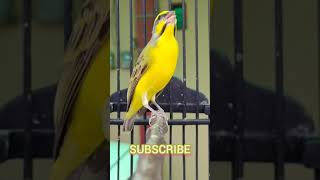Download lagu merdunya burung Mozambik mp3