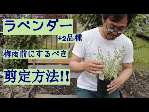 冬の終わりにラベンダーの剪定をすべきですか?簡単なメンテナンスのヒントに従ってください。  庭園