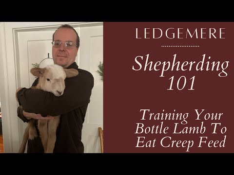 How To Train Your Bottle Lamb To Eat Grain