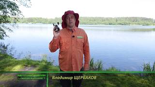 Разборка мультипликаторной катушки forceage 40 lttl