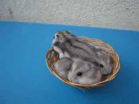 LITTLE HAMSTERS IN A BASKET :D (must see!)