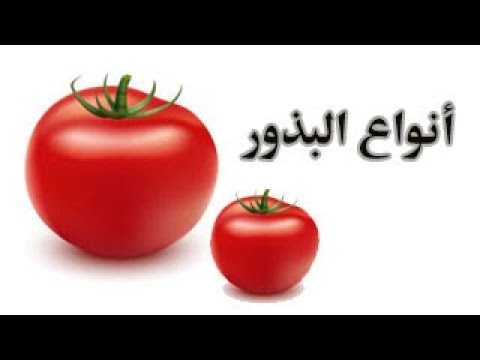 , title : 'أنواع البذور ( هجين محمي /هجين مكشوف/ عادي / ورقيات ) Types of seeds'