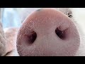 Baby Pigs Funny And Cute Baby Pig Videos Compilation 2019
