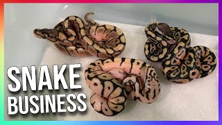 How to Start a Ball Python Breeding Business (for beginners)