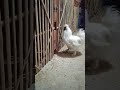 European Silky Silky Silkymurgi Chicken Bdfancymurgi European Silky