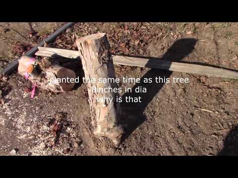 Grafting Season 2018 - day 36 - WHY is that tree bigger?