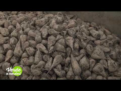 Un ottimo 2020 per le barbabietole italiane