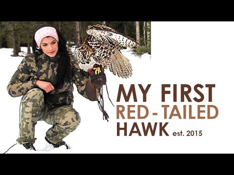 Falconry | My First Red Tailed Hawk (2015 throwback)