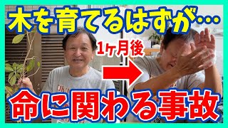 【驚愕】ガジュマルを育てていたら命に関わる大怪我をしました