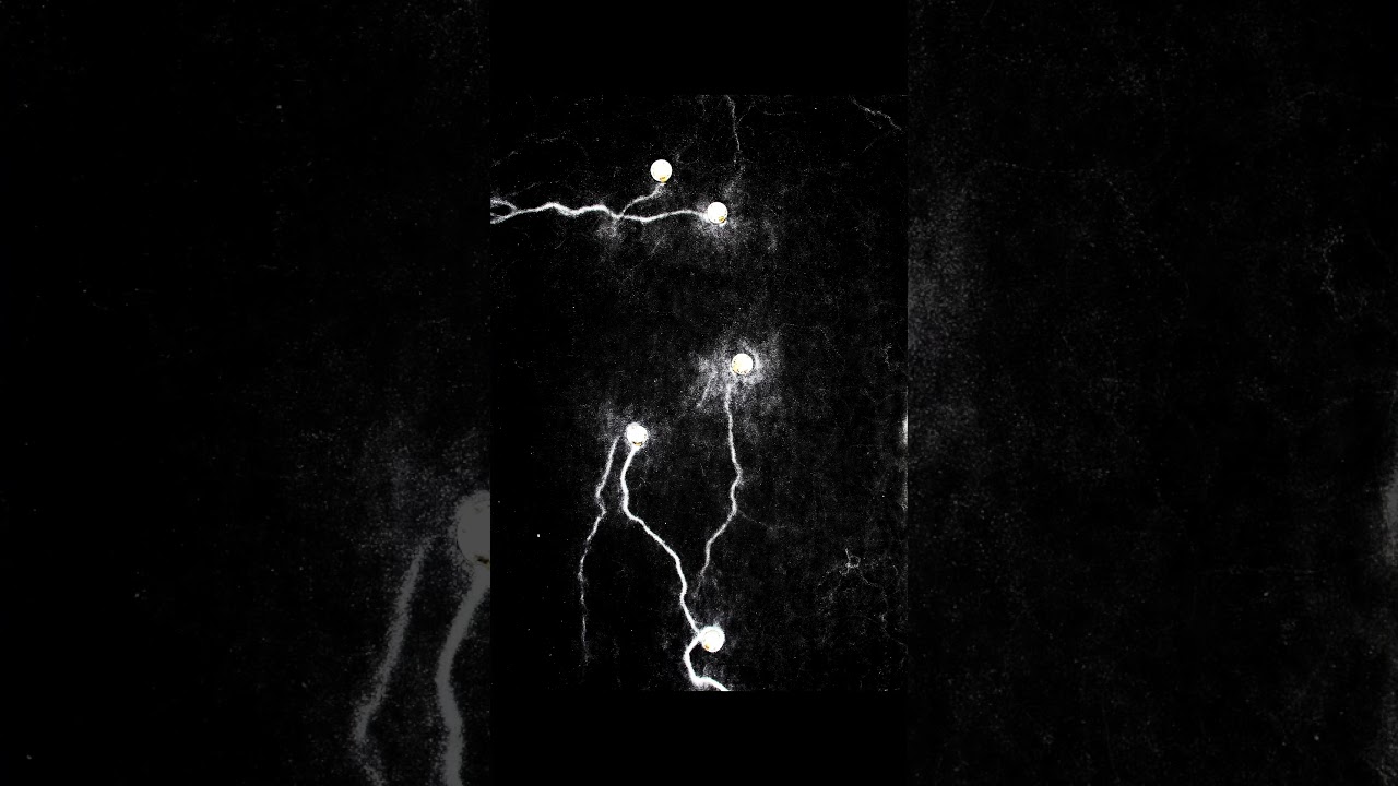 Artwork: neural structure made by ants