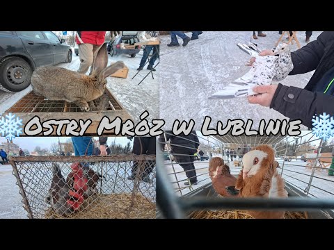 🧊Lublin Animal Market🧊 31/01/2026 pigeons, rabbits, chickens