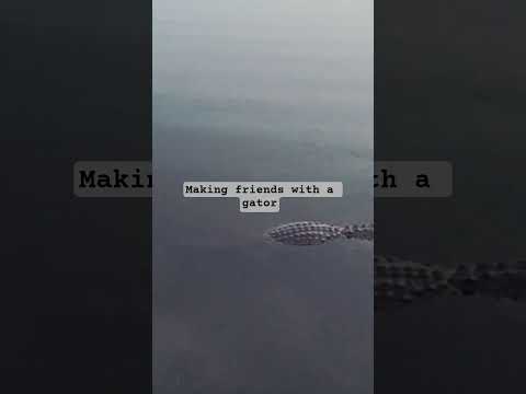 Making Friends with a Wild Gator in the Everglades?! 🐊🌴