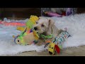 Miniature Schnauzer dogs for sale: Teddy - Video 1