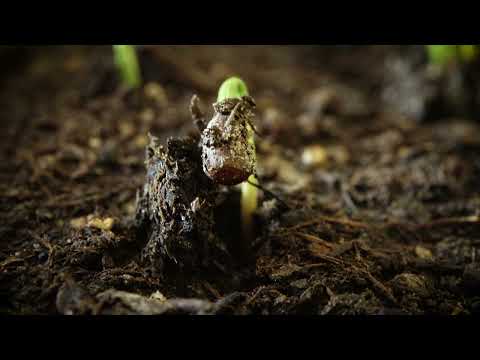 Wie man eine sibirische Zeder pflanzt: Videoserie Teil 2 - Keimlinge und der Nährboden.