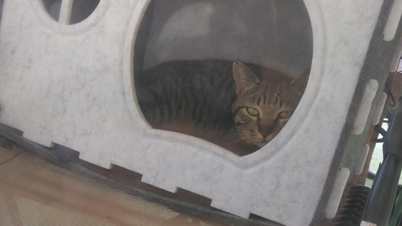 cat wave check 鉾田市猫、波チェック