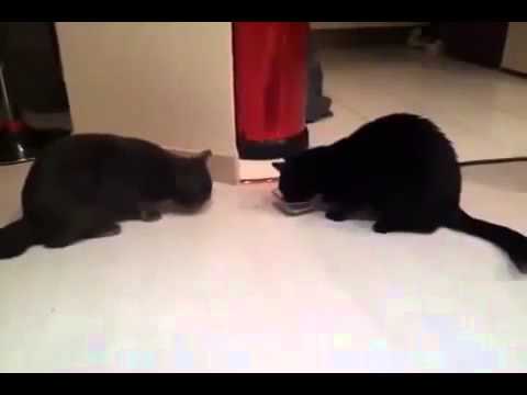 Two cats and a bowl