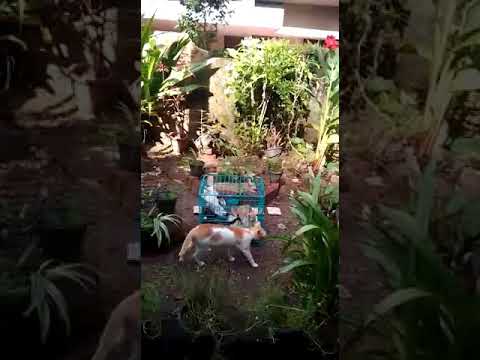 kittens  are crying inside the cage to escape😥