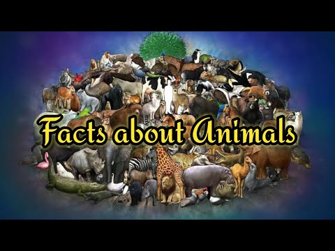 Facts About Animals | KVT Vlogs