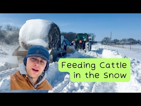 Feeding Cows In the Polar Vortex | Part 1 | THE BLIZZARD
