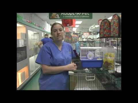 Feeding Your Pet Mouse