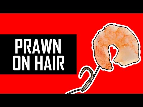 How to put PRAWN on HAIR-RIG for PERCH and CARP?