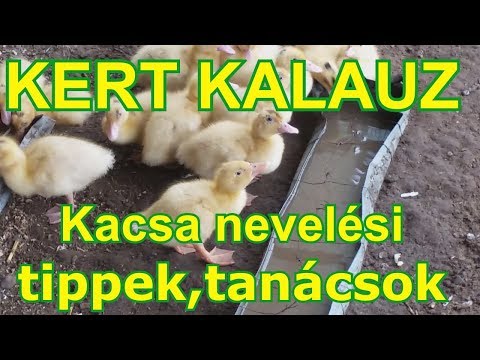 , title : 'KERT KALAUZ - Kacsa nevelési tippek,tanácsok'