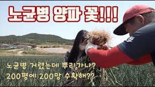 노균병을 이겨낸 양파 뿌리가 다시 성장하여 200평에 200망 수확을 했다고?