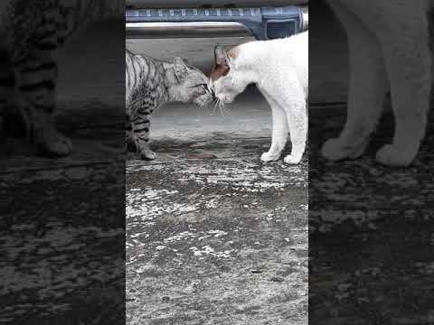 MUST WATCH!! EPIC Male Cats fighting over a female cat.