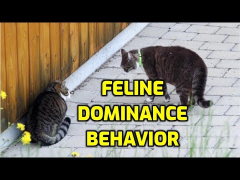 How Do Cats Dominate Each Other?