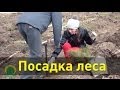 Посадка леса в Тольятти. Садим деревья своими силами! 