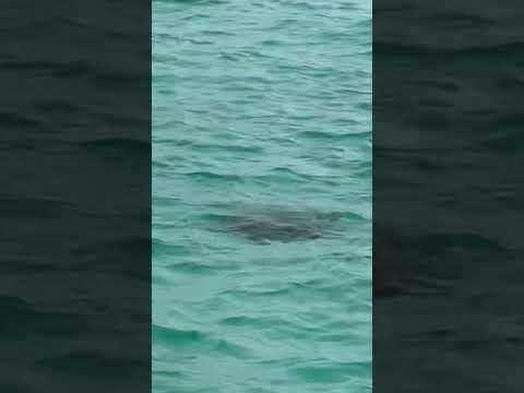 Thumbnail for Turtles🐢in Lifou New Caledonia 🇳🇨 #Bumbikids #cruise #travelwithkids #newcaledonia #lifou #turtle