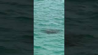 Turtles🐢in Lifou New Caledonia 🇳🇨 #Bumbikids #cruise #travelwithkids #newcaledonia #lifou #turtle