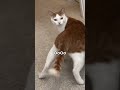 Wobbly Wiggly