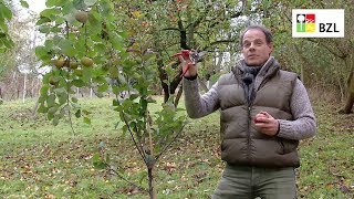 Teil 1: Grundlagen zum Obstbaumschnitt