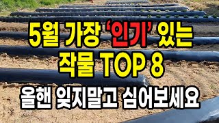 5월 가장 인기 있는 작물 TOP 8 올핸 잊지 말고 심어보세요