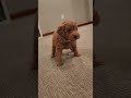 Mini Goldendoodle dogs for sale: BOSWELL - Mini Goldendoodle Puppy 6 - Video 1